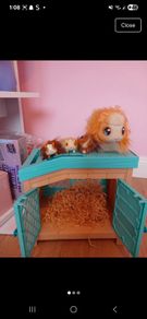 Guiney pig pen toys