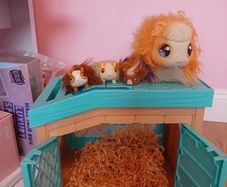 Guiney pig pen toys