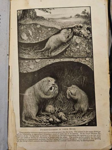 The Romance Of Animal Arts And Crafts. By H. Coupin And John  Lea, M.a. First Edition 1913 Hardback In Fair Condition.  See Photos For Same.
