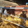 Cattle Image 3