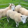Texel hogget rams Image 6