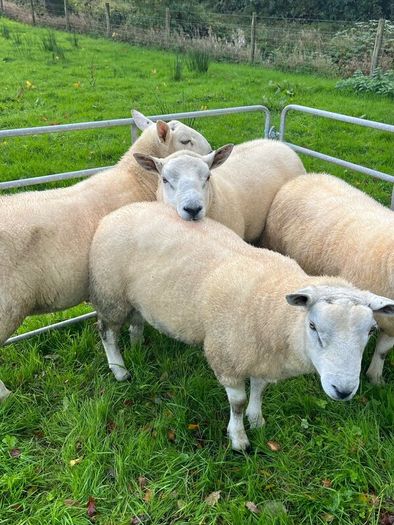 Texel hogget rams