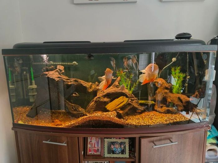 Large Aquarium for Sale