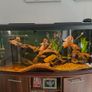 Large Aquarium for Sale Image 2