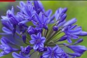 Agapanthus Plants