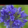 Agapanthus Plants Image 2