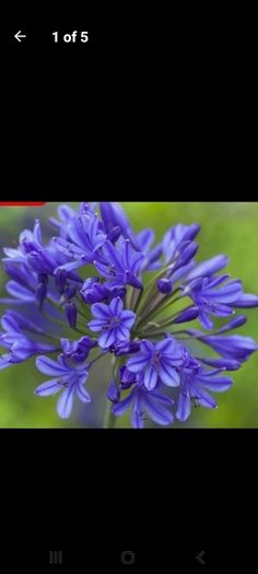 Agapanthus Plants