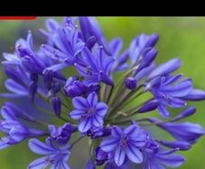 Agapanthus Plants