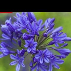 Agapanthus Plants