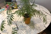 Parlour Palm Chamaedorea elegans