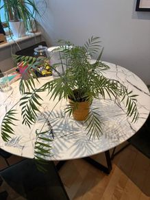 Parlour Palm Chamaedorea elegans