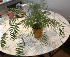 Parlour Palm Chamaedorea elegans