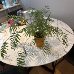 Parlour Palm Chamaedorea elegans