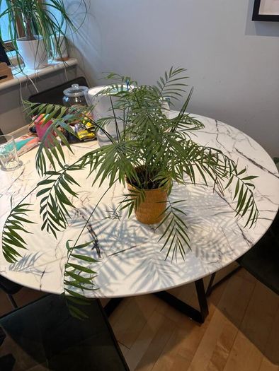Parlour Palm Chamaedorea elegans