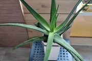large aloe vera plant