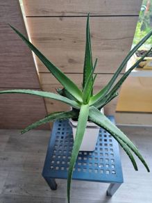 large aloe vera plant