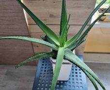 large aloe vera plant
