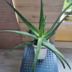 large aloe vera plant
