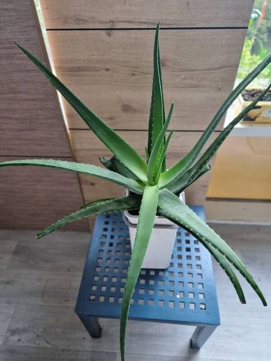 large aloe vera plant