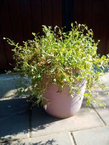 Mexican Daisy Plant