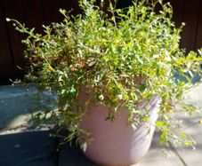 Mexican Daisy Plant