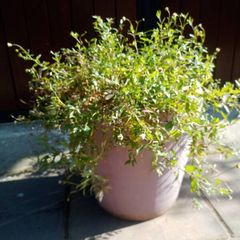 Mexican Daisy Plant