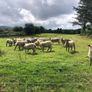 Hogget Ewes Image 2