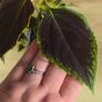 indoor plant in pot Image 3