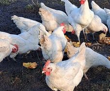 Organic La Bresse Chicks