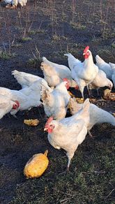 Organic La Bresse Chicks