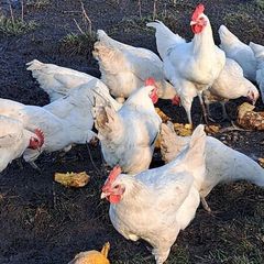 Organic La Bresse Chicks