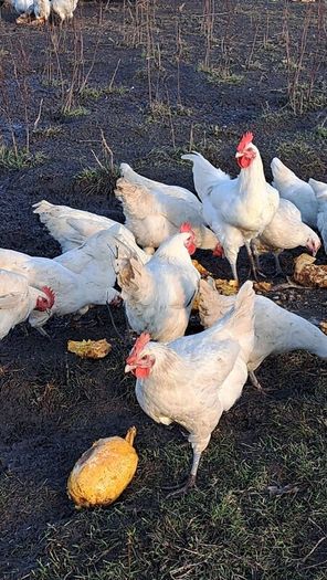 Organic La Bresse Chicks