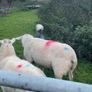 Pure bread Dorset ram , texal ram , breading ewes Image 7