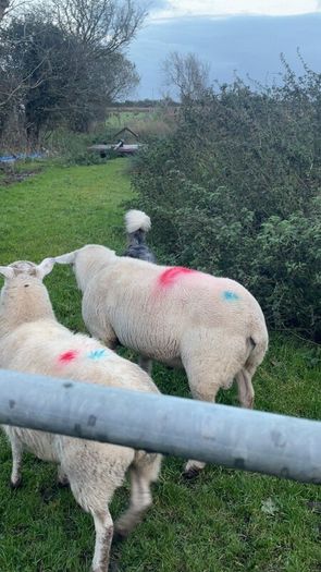 Pure bread Dorset ram , texal ram , breading ewes