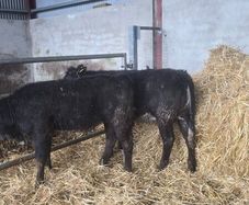 Weanling hefiers