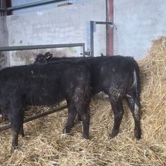 Weanling hefiers