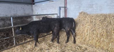 Weanling hefiers