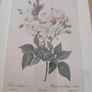 Framed Tripl Photo Of Roses Prints Image 6