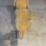 Large Fluffy Dog Image 4