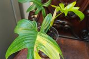 Philodendron Pedatum loss variegation