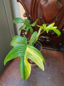Philodendron Pedatum loss variegation