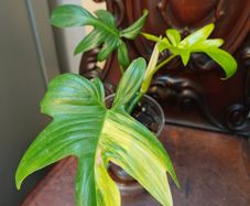 Philodendron Pedatum loss variegation