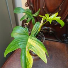 Philodendron Pedatum loss variegation