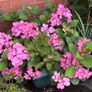 Hydrangea French Can Can doing well in 2nd summer in pot Image 2