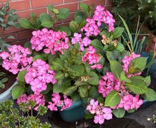 Hydrangea French Can Can doing well in 2nd summer in pot