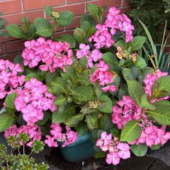 Hydrangea French Can Can doing well in 2nd summer in pot