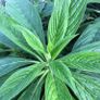 Echium Plants Image 2