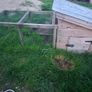 Chicken Coop, Rabbit Hutch Image 6