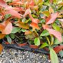 Red Robin Hedging TWO EUROS Image 2