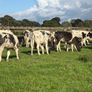 27 super Belgian Blue Heifers for sale Image 2